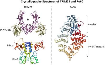 Roles of TRIM21/Ro52 in connective tissue disease-associated interstitial lung diseases